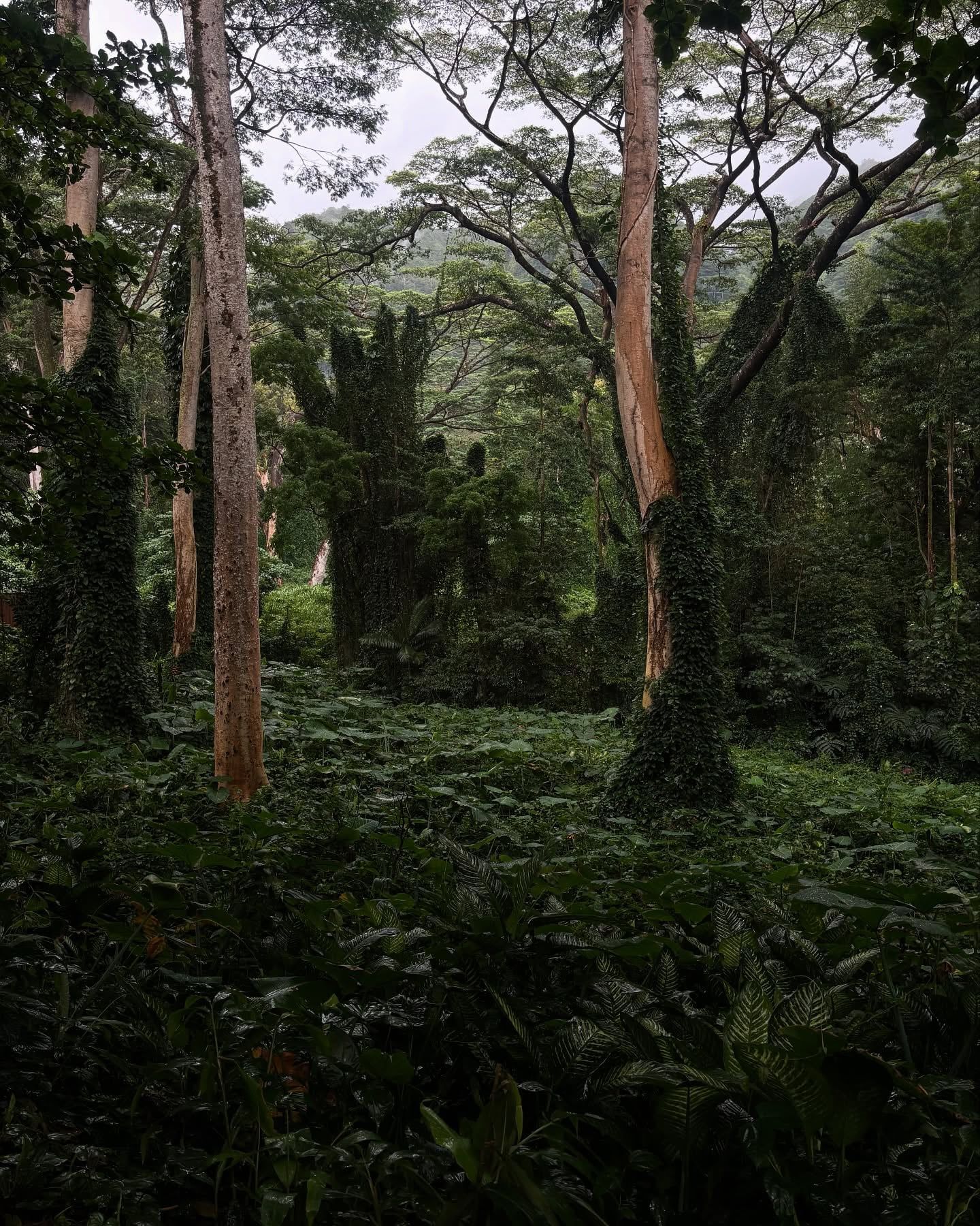 Vue de Manoa Falls