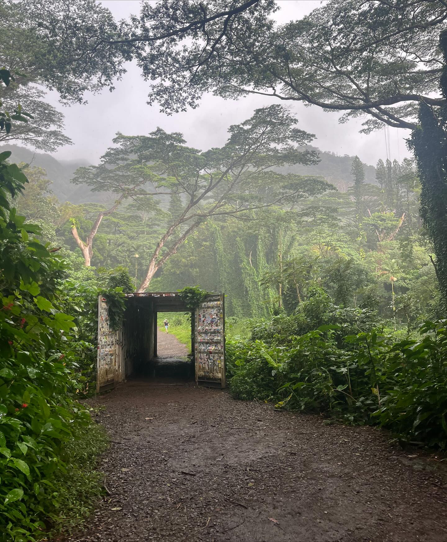 Vue de Manoa Falls